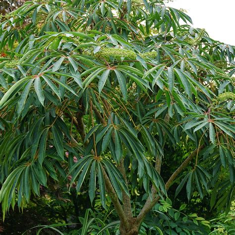 schefflera taiwaniana